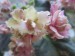 Ma´s Corsage