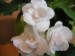 White Madonna