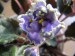 Blue Promise
