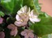 Emerald Pink