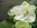 Emerald Love