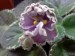 Buckeye Sarsparilla