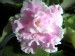Pink Panter