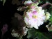Rob´s Antique Rose