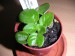 Jolly Orchid
