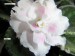 Pink Sensation