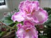 Tomorrow´s Pink Ice