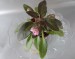 Senk´s Azalea Trail